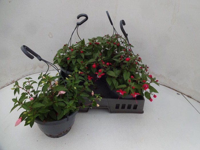 <h4>Fuchsia gemengd</h4>