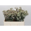 Anigozanthos Cape Gray Moss