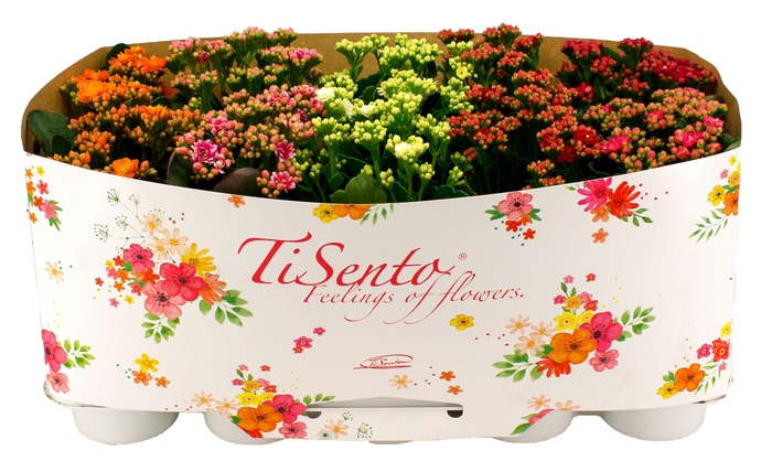 <h4>KAL GE GARDENLIN GEM</h4>