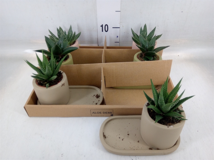 <h4>Succulents   ...</h4>