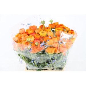 Ran Cloni Ex Lambada