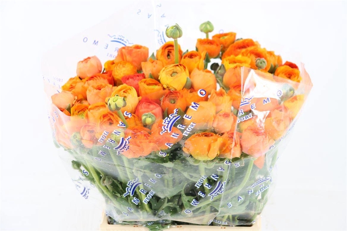 <h4>Ran Cloni Ex Lambada</h4>