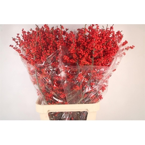 Ilex Verticilata Red Extra