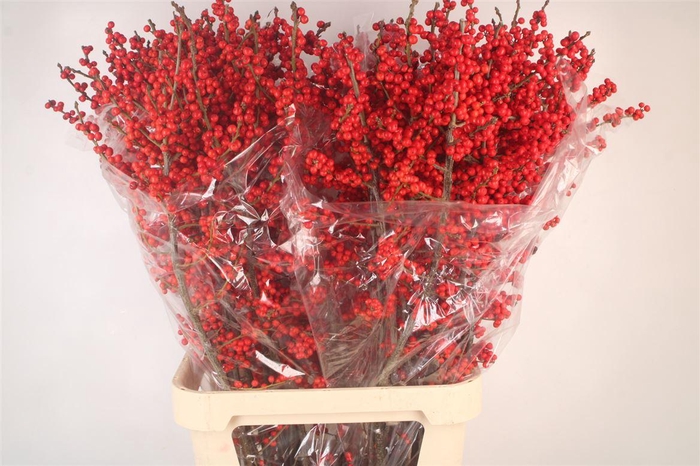 <h4>Ilex Verticilata Red Extra</h4>