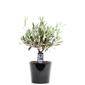 Olea Olijf in Keramiek Roma