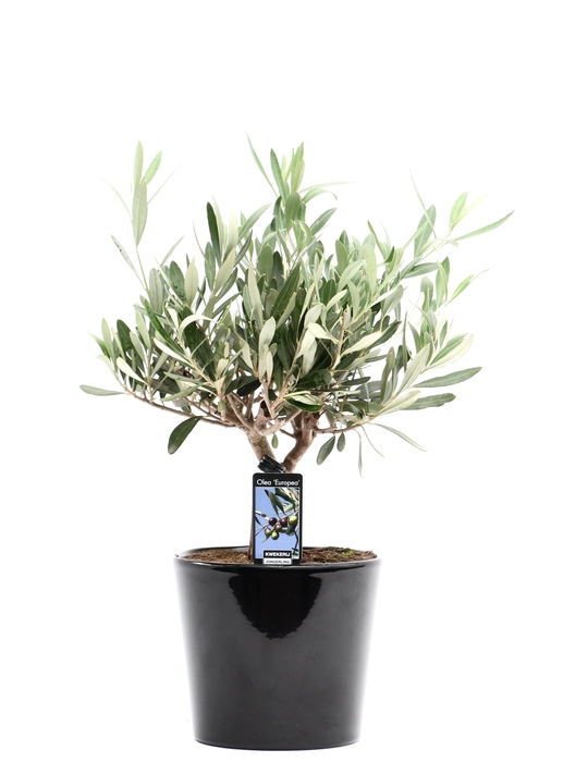 <h4>Olea Olijf in Keramiek Roma</h4>
