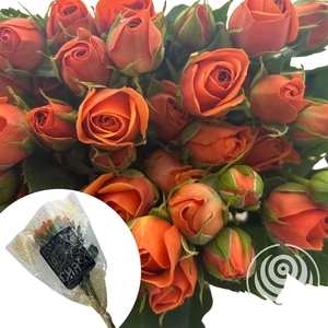 R Eq Spray Babe Orange