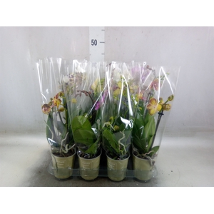 Phalaenopsis   ...mix