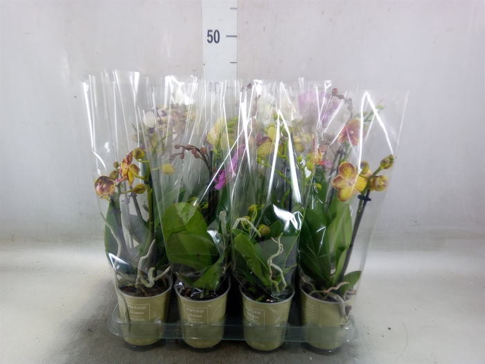 <h4>Phalaenopsis   ...mix</h4>