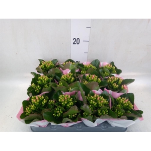 Kalanchoe  'RoseFlow Katie'