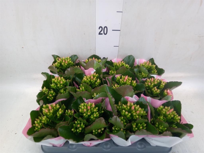 <h4>Kalanchoe  'RoseFlow Katie'</h4>