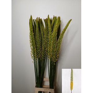 EREMURUS TAP DANCE