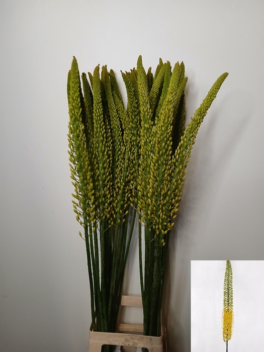 <h4>EREMURUS TAP DANCE</h4>