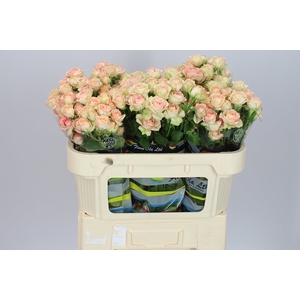 Rosa Tr Azore X5
