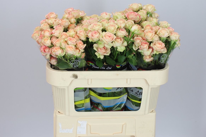 <h4>Rosa Tr Azore X5</h4>