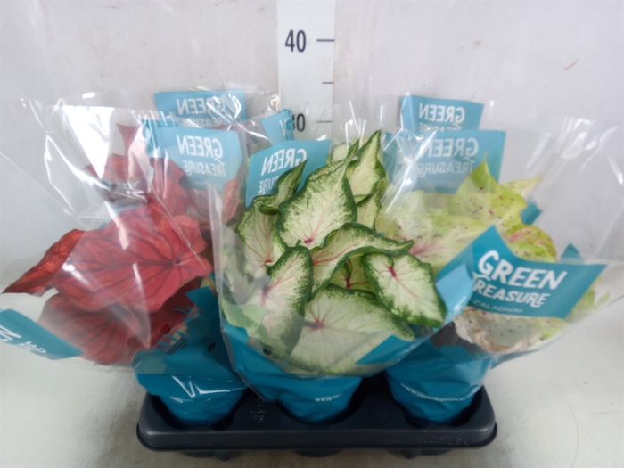 <h4>Caladium   ...mix</h4>