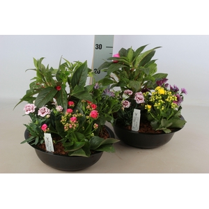 ARR TUINPLANTEN