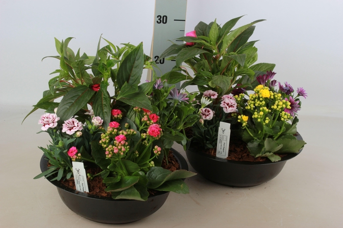 <h4>ARR TUINPLANTEN</h4>