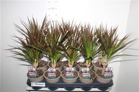 <h4>Dra Marg Magenta</h4>