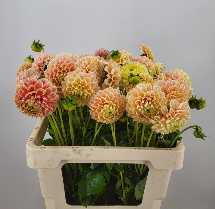 <h4>DAHL SWEET SUZANNE</h4>