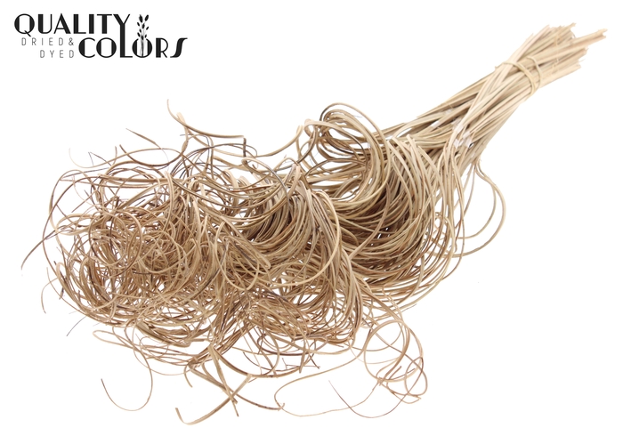 Palm Curly TT 3pc/tuft - 33 tuft/bunch Natural