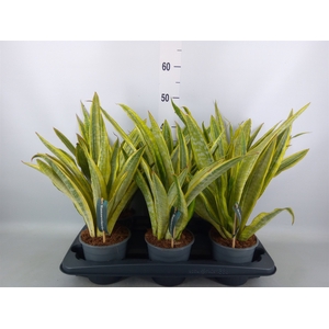 Sansevieria trifa.   ...