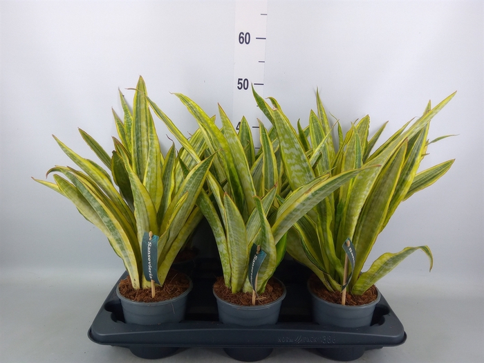 <h4>Sansevieria trifa.   ...</h4>
