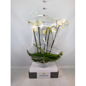 Phalaenopsis   ...white