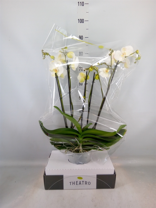 <h4>Phalaenopsis   ...white</h4>