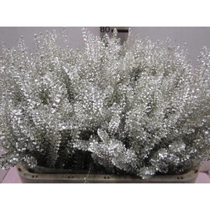 Lepidium Platina
