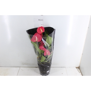 ANTHURIUM CALIFORNIA P17 ROSA PREMIUM