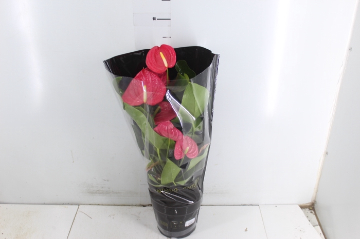 ANTHURIUM CALIFORNIA P17 ROSA PREMIUM