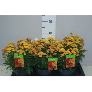 Achillea Millefolium Yellow
