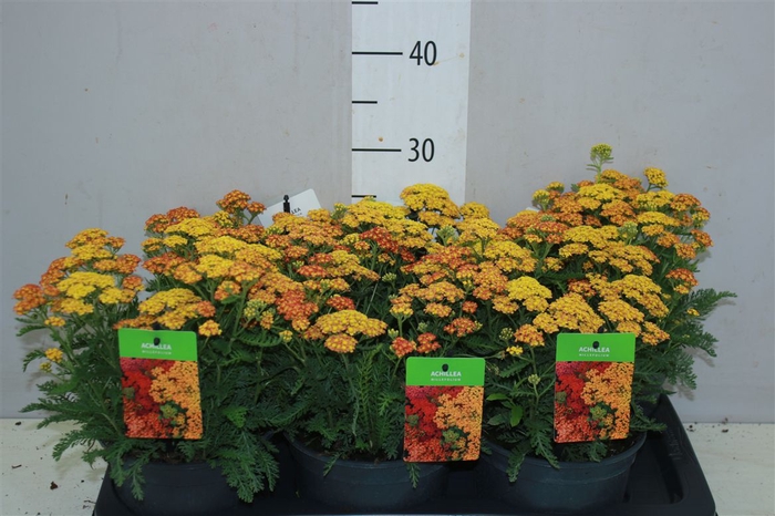 <h4>Achillea Millefolium Yellow</h4>
