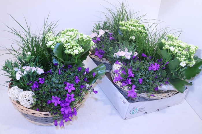 <h4>ARR TUINPLANTEN</h4>