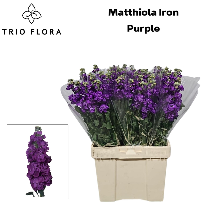 <h4>MATTH IRON PURPLE 544</h4>