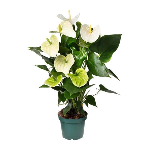 <h4>Anthurium Samora 14cm</h4>