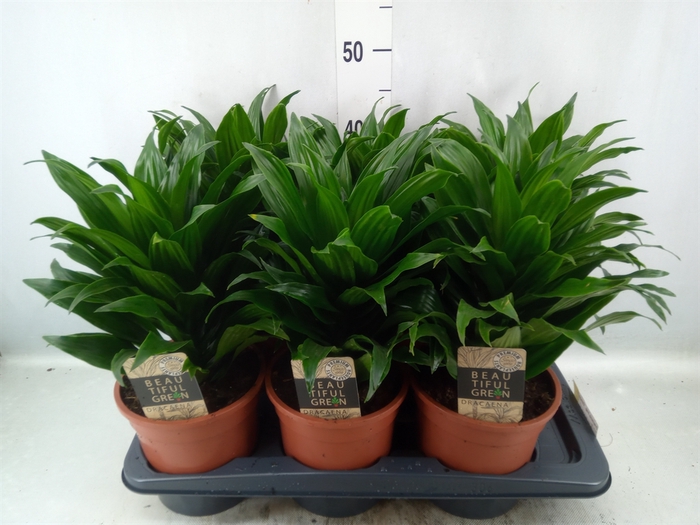 <h4>Dracaena frag. 'Compacta'</h4>