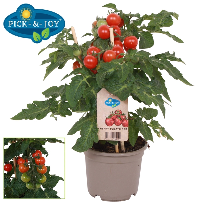 <h4>TOMATENPLANTEN</h4>