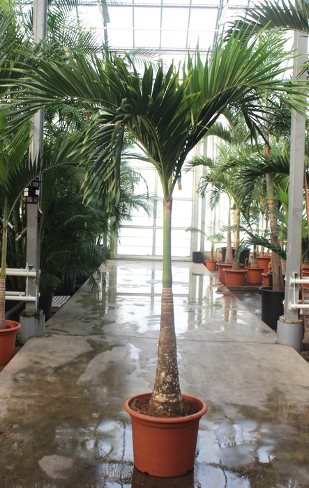 <h4>Veitchia merrillii</h4>