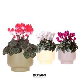 Cyclamen mix in Scandic pot green mix