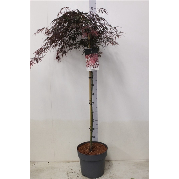 <h4>Acer palmatum 'Garnet' op stam P32 potgekweekt</h4>