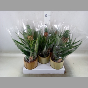 Ananas  'Mi Amigo'