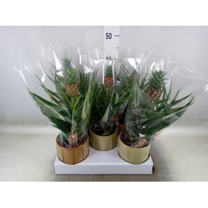 Ananas  'Mi Amigo'