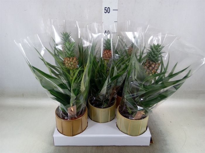 <h4>Ananas  'Mi Amigo'</h4>