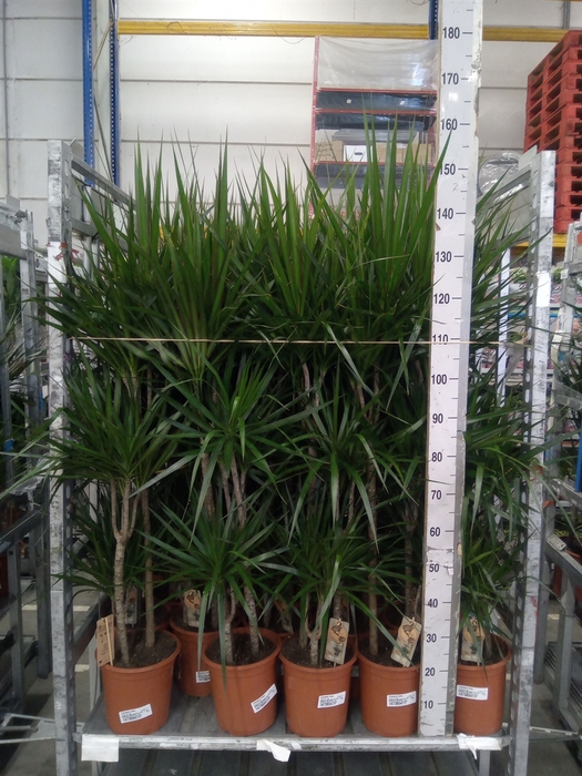 <h4>Dracaena marg.</h4>