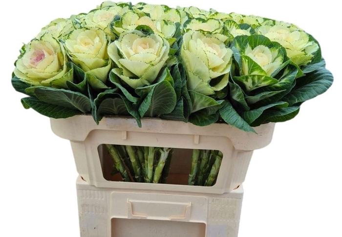 <h4>BRASS WHITE CRANE</h4>