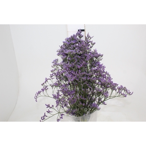 LIMONIUM 060 CM ROXO