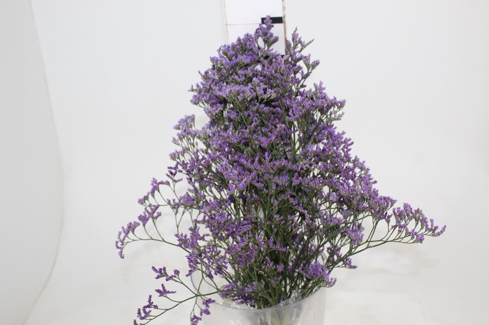 LIMONIUM 060 CM ROXO