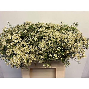 CHAME UN JUPITE MOON